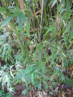 Image of Bambusa glaucophylla Widjaja