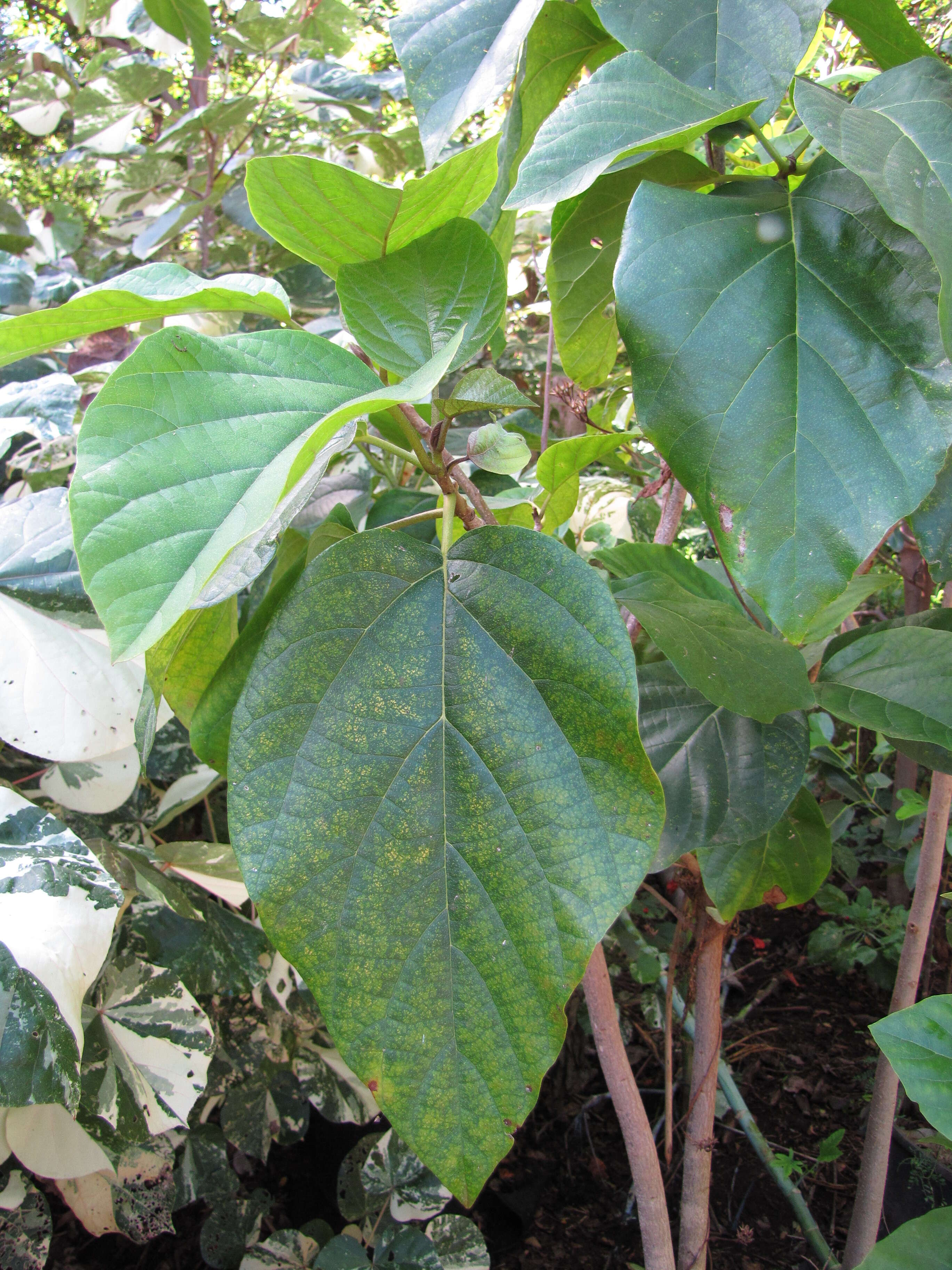 Image of largeleaf geigertree