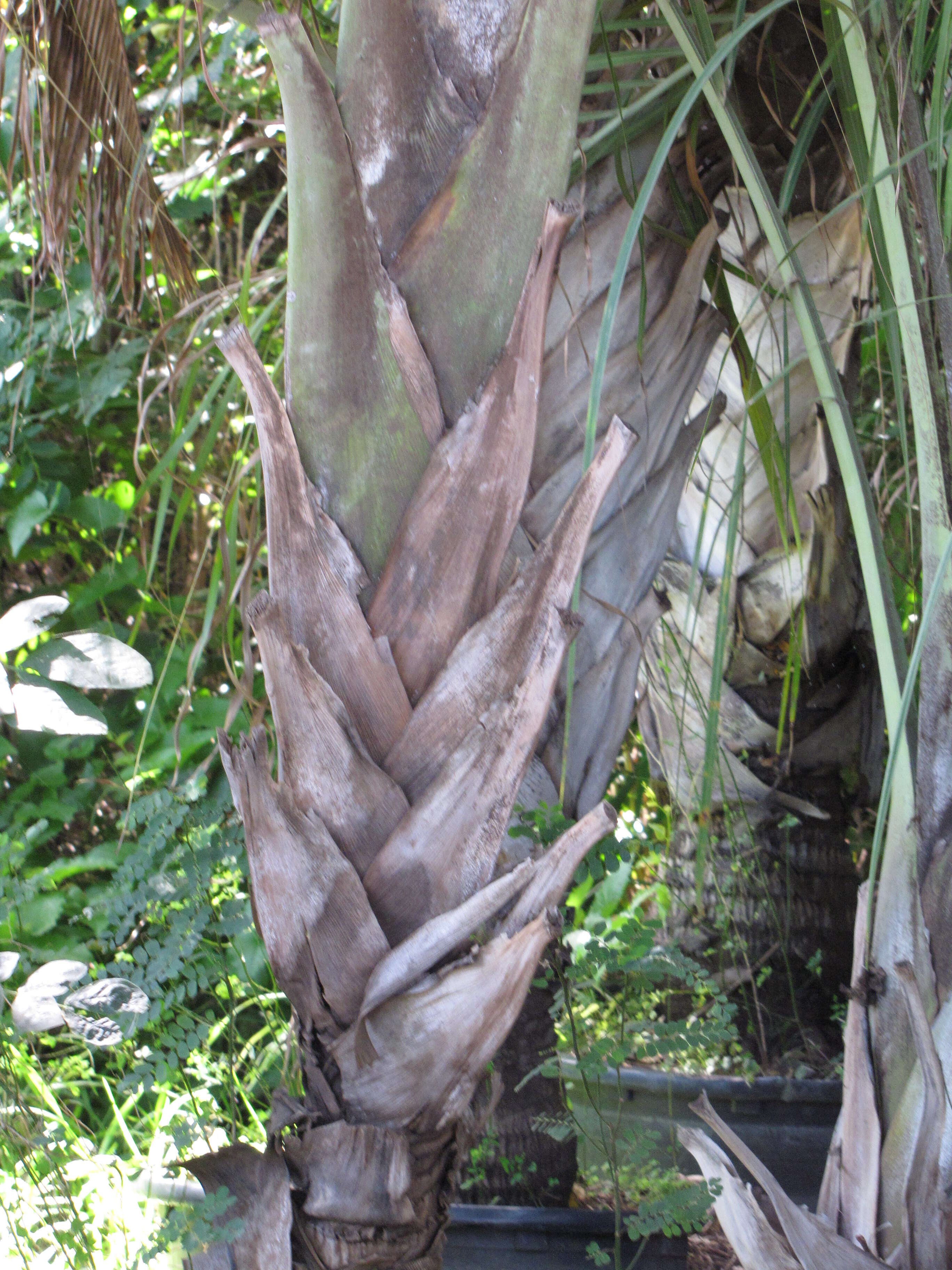 Image of Triangle palm