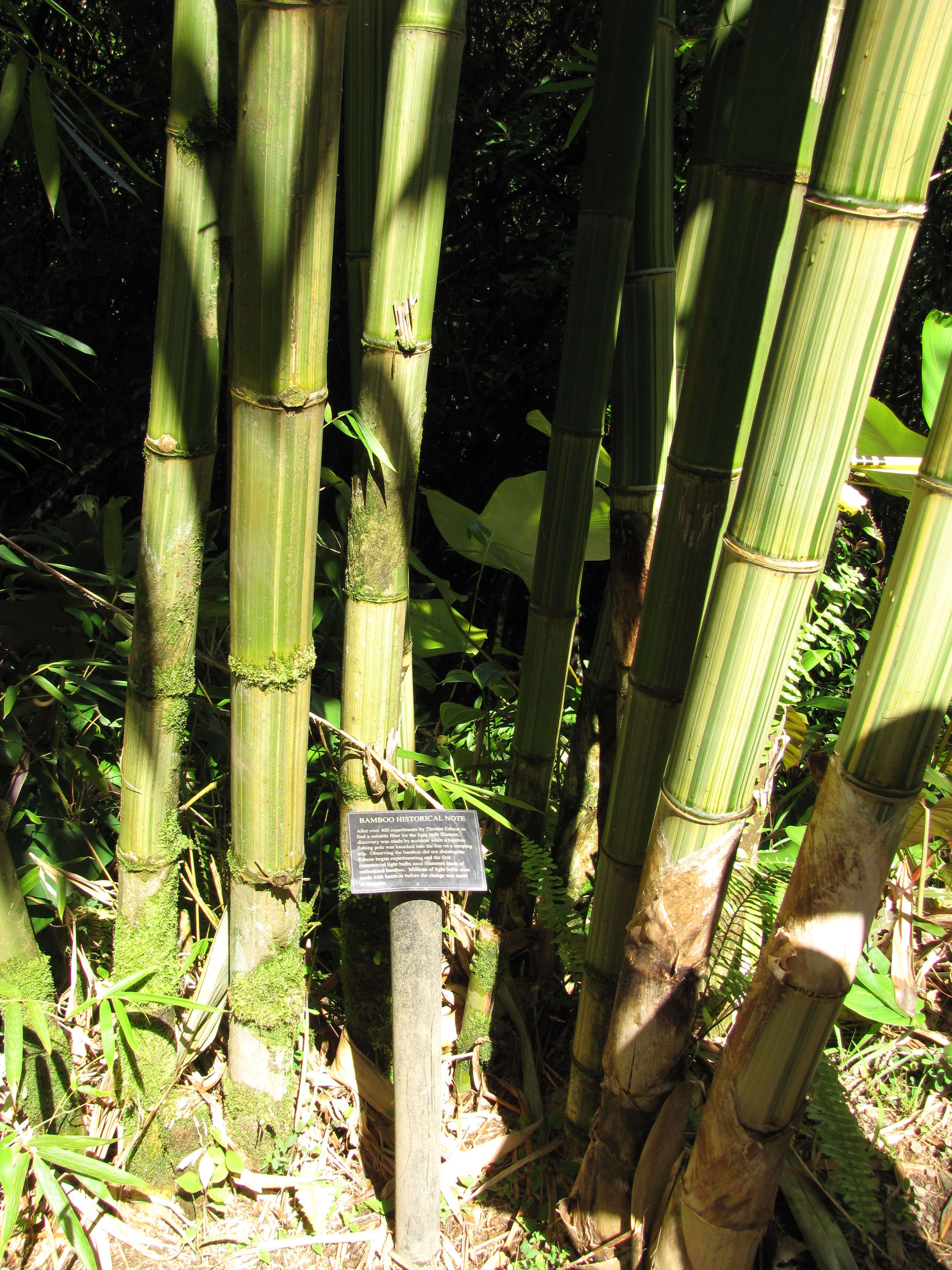 Image of common bamboo