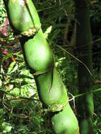 Image of common bamboo