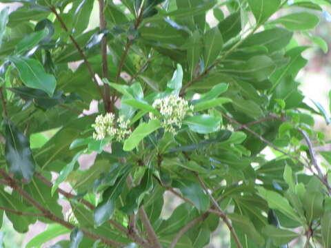 Слика од Pittosporum viridiflorum Sims