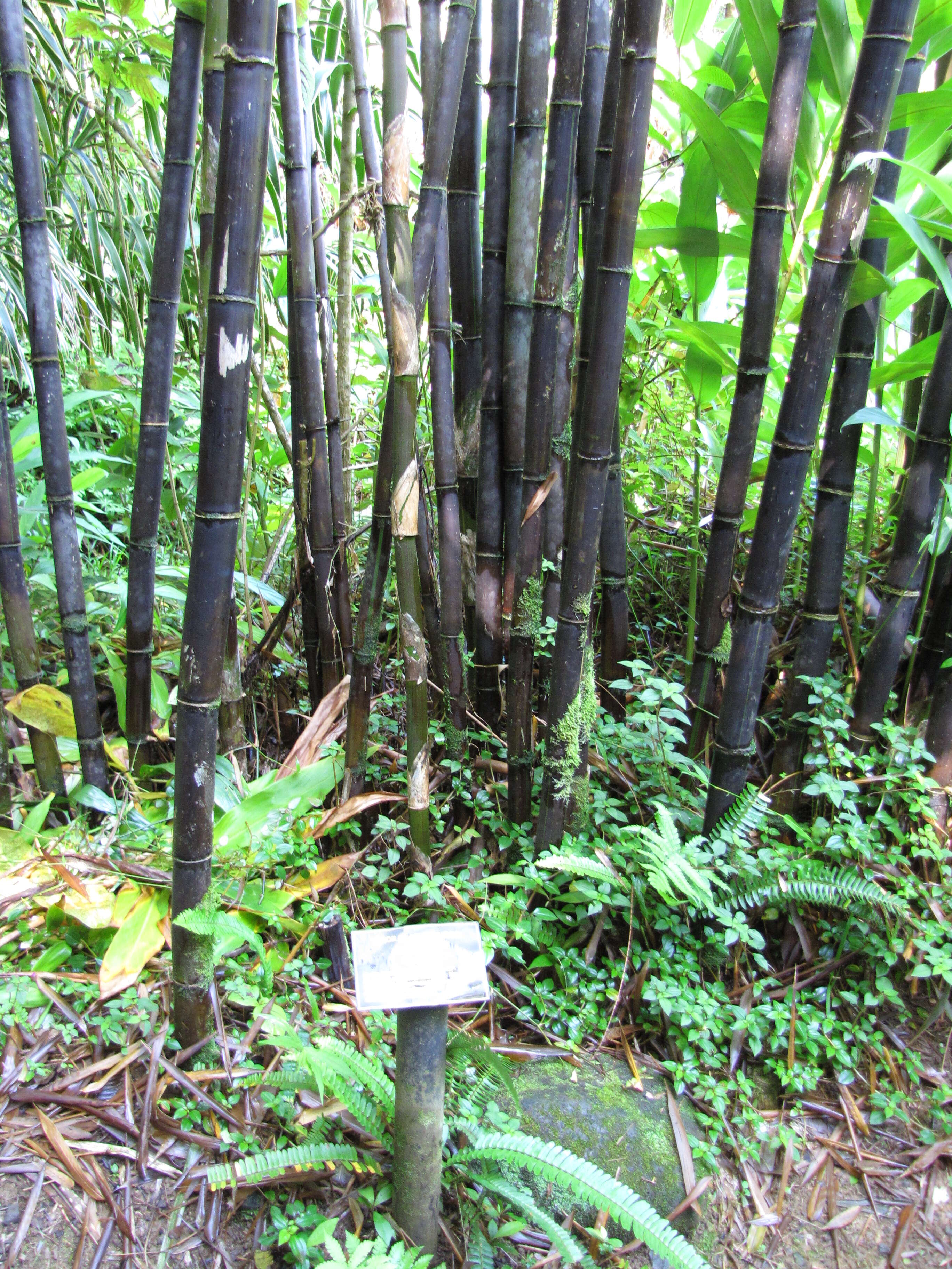 Image of Bambusa lako Widjaja