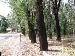 Imagem de Eucalyptus paniculata Sm.