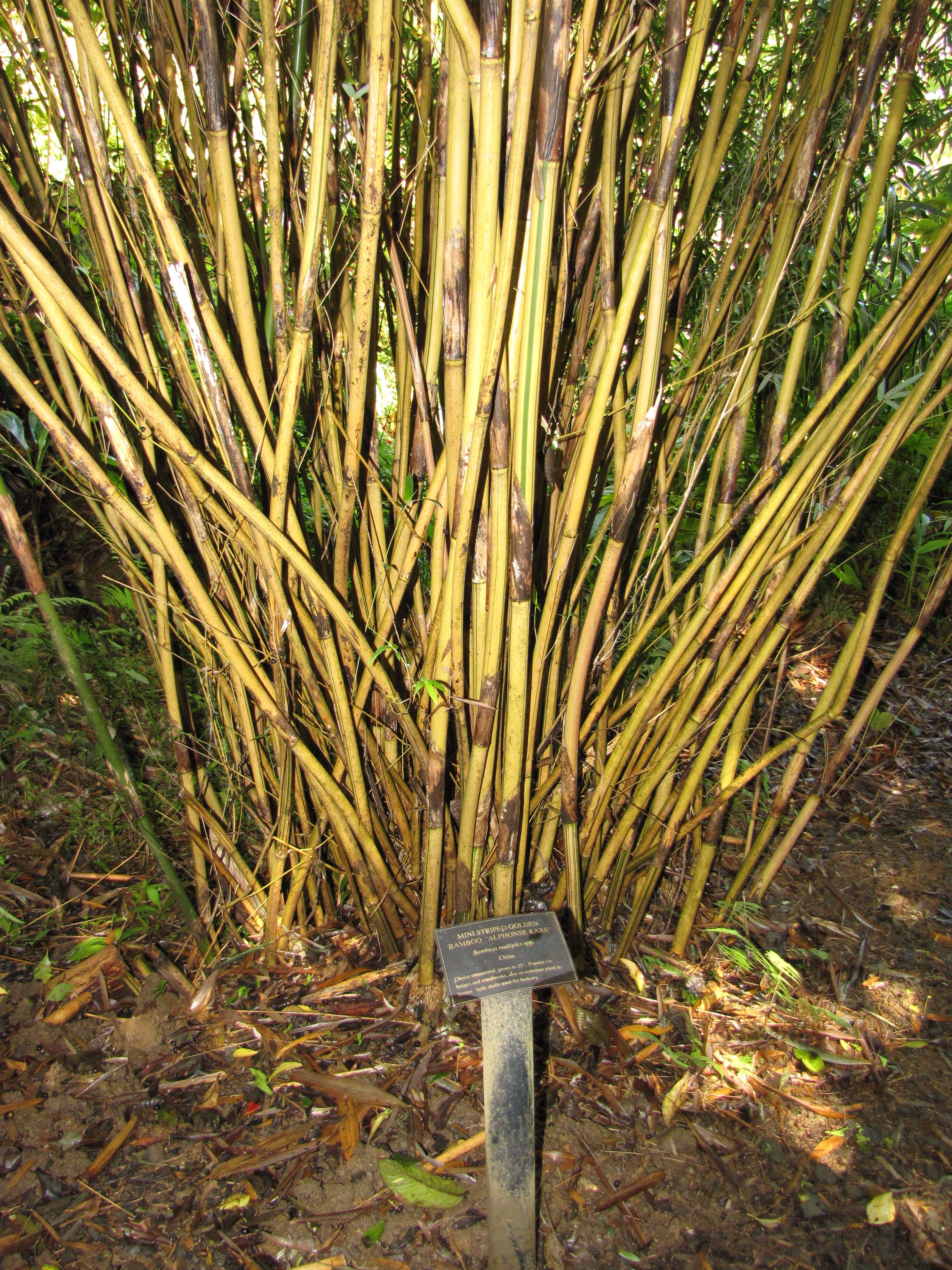 Image of hedge bamboo