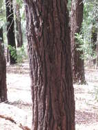 Imagem de Eucalyptus paniculata Sm.