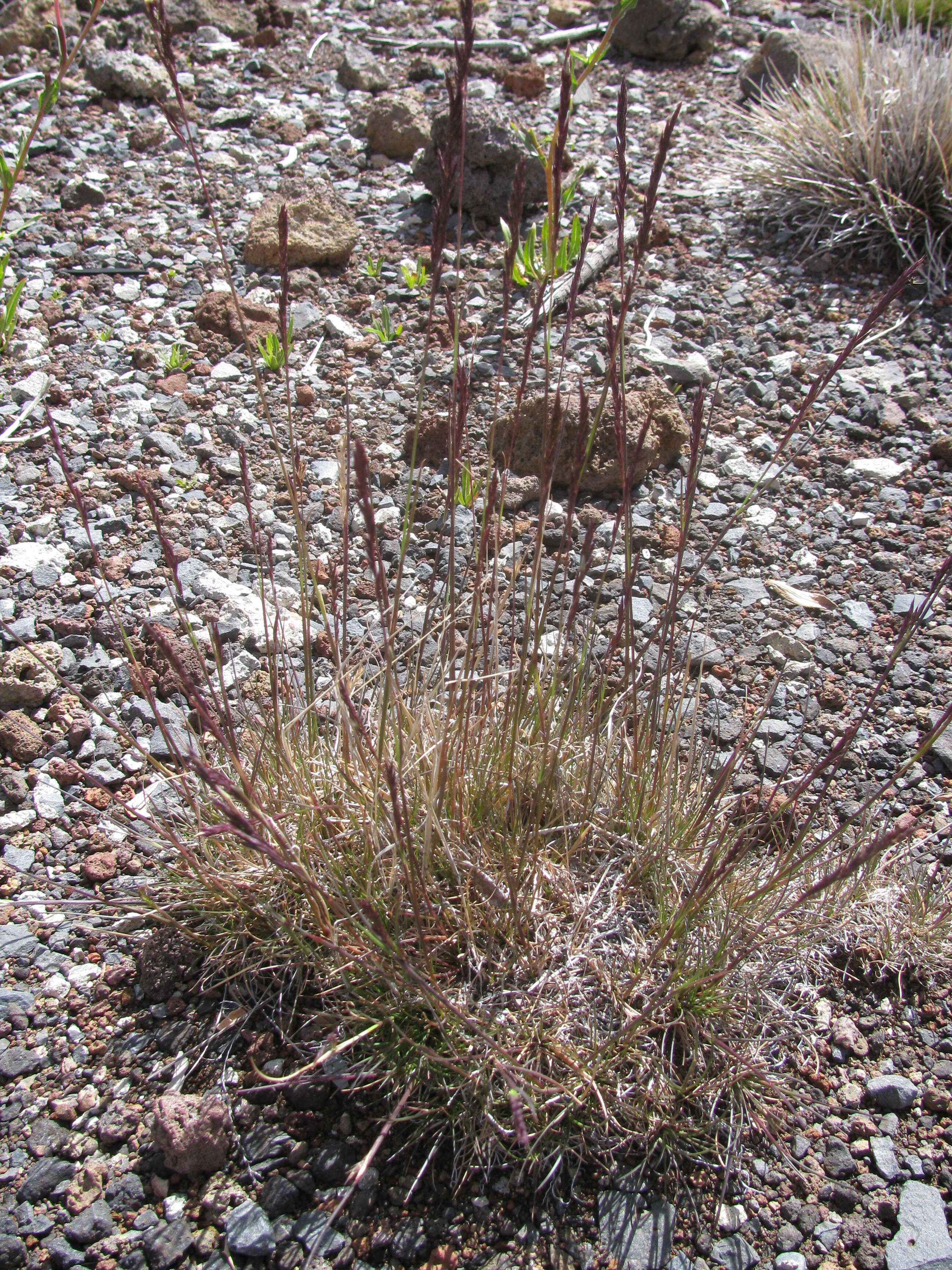 Image of red fescue