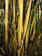 Image of hedge bamboo