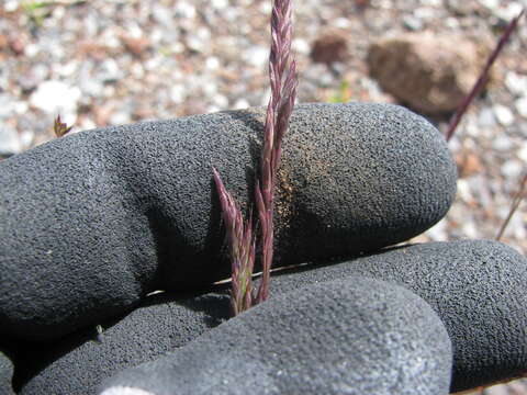 Image of red fescue