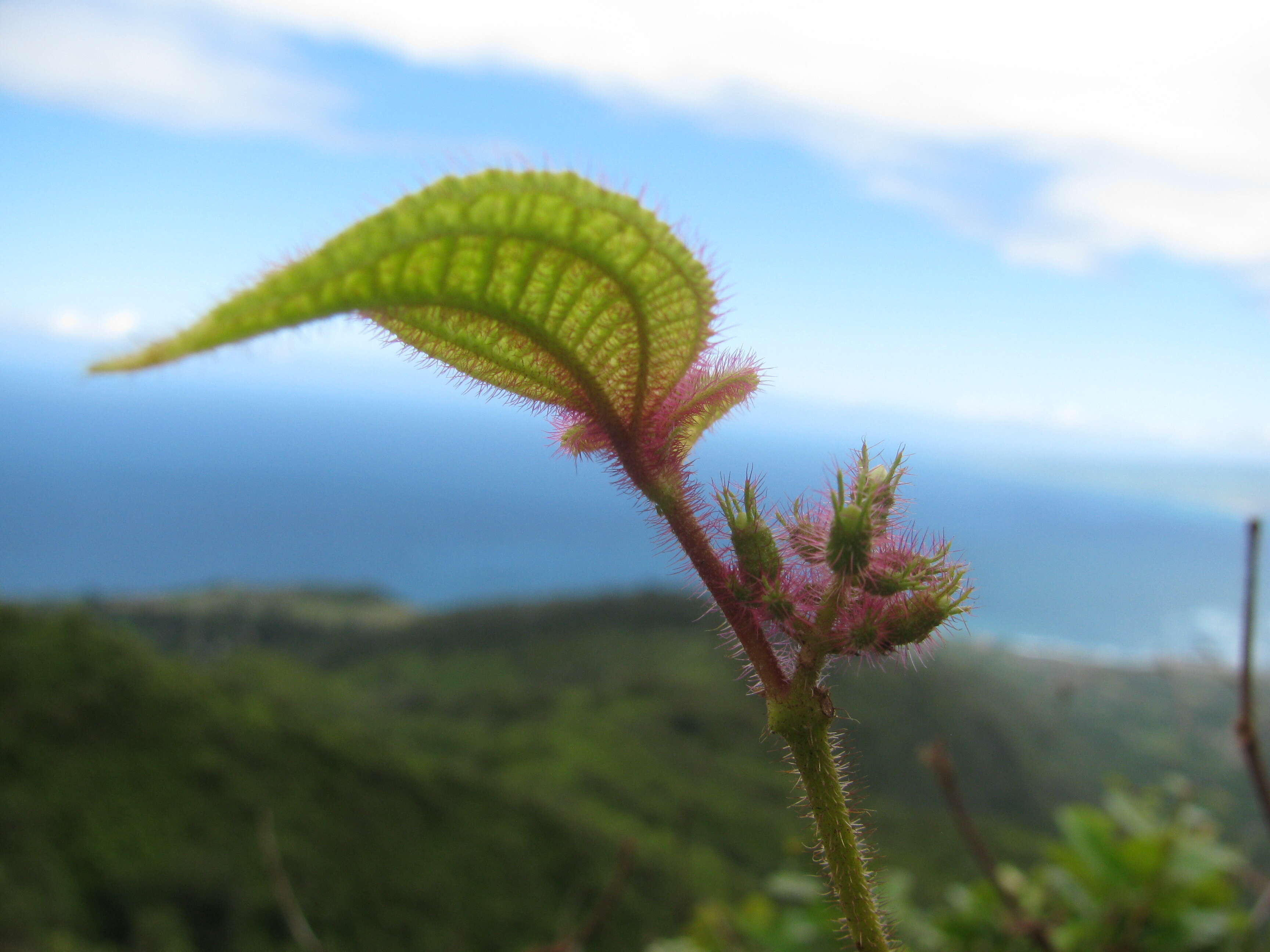 Image of soapbush