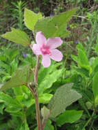 Image of Caesarweed