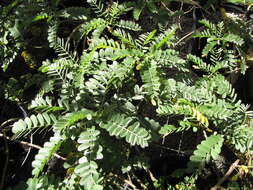 Image of Oahu riverhemp