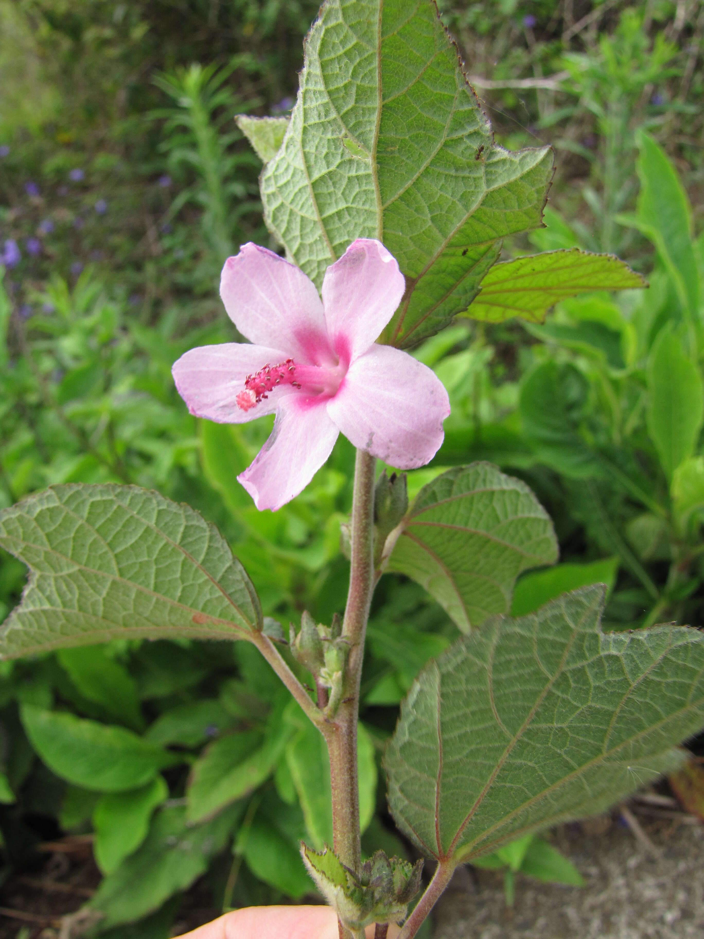 Image of Caesarweed