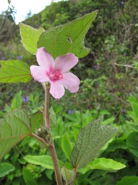 Image of Caesarweed