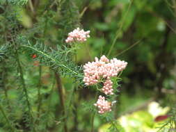 Image of Ozothamnus diosmifolius (Vent.) DC.