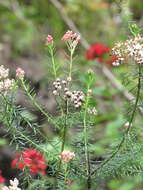 Image of Ozothamnus diosmifolius (Vent.) DC.