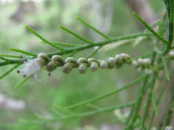 Image of Athel tamarisk