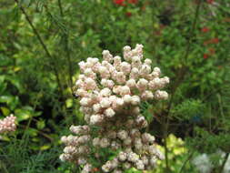 Image of Ozothamnus diosmifolius (Vent.) DC.