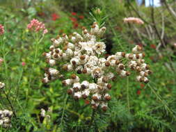 Image of Ozothamnus diosmifolius (Vent.) DC.