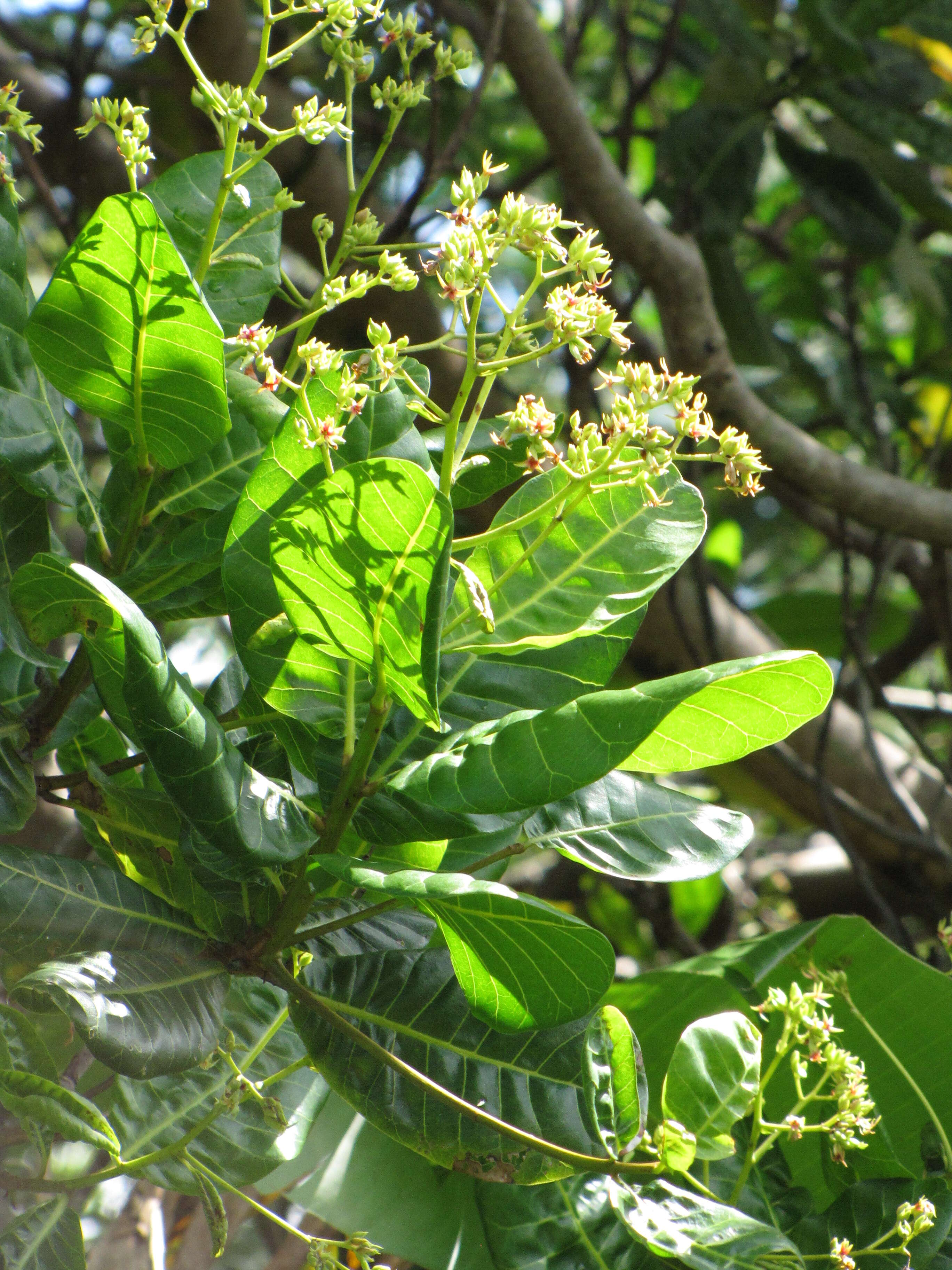 Image of cashew