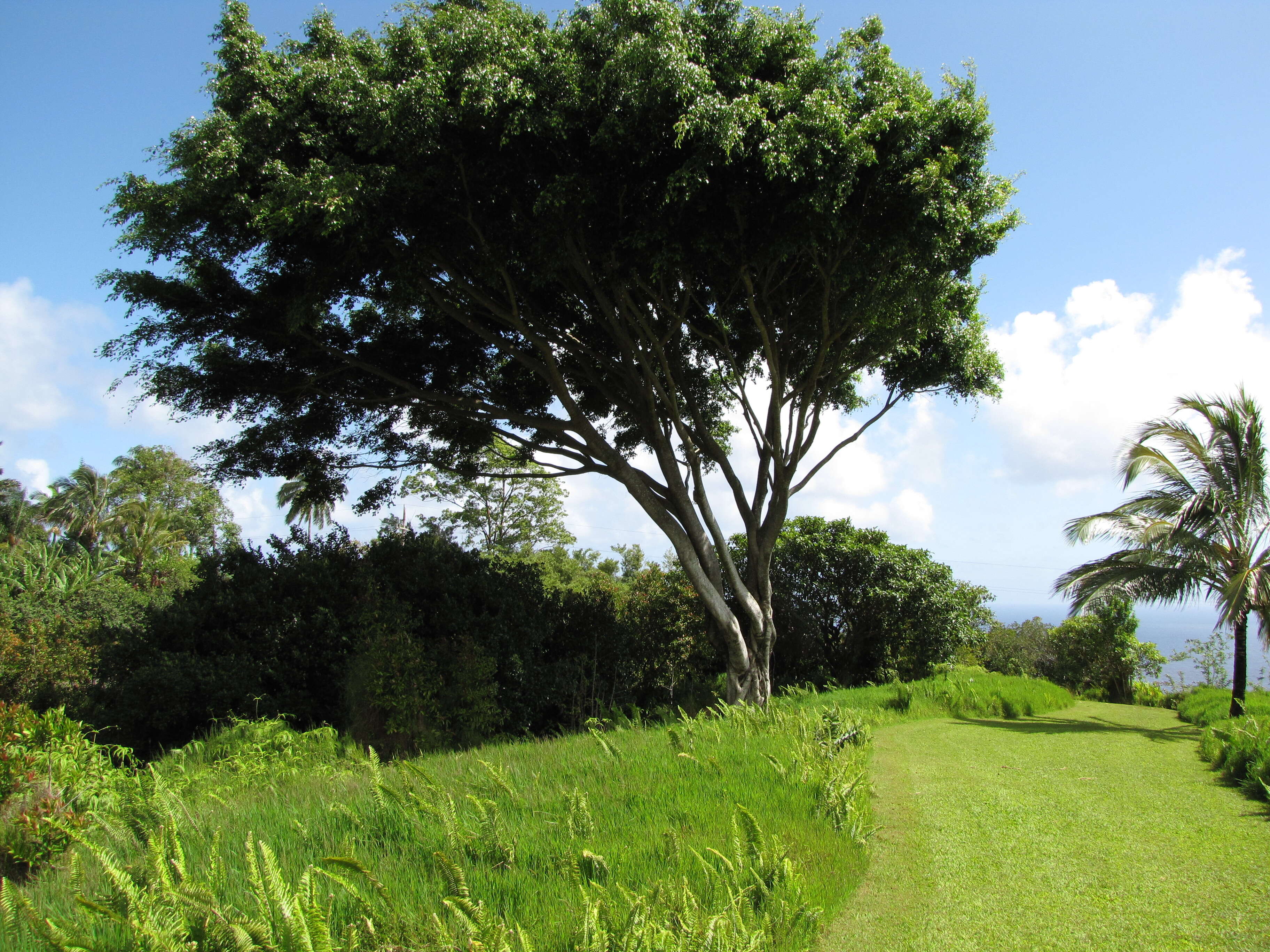 Imagem de Ficus benjamina L.