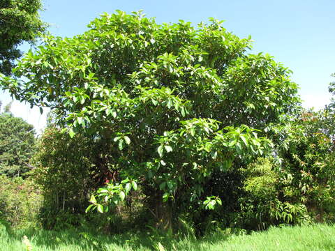 Image of Fig