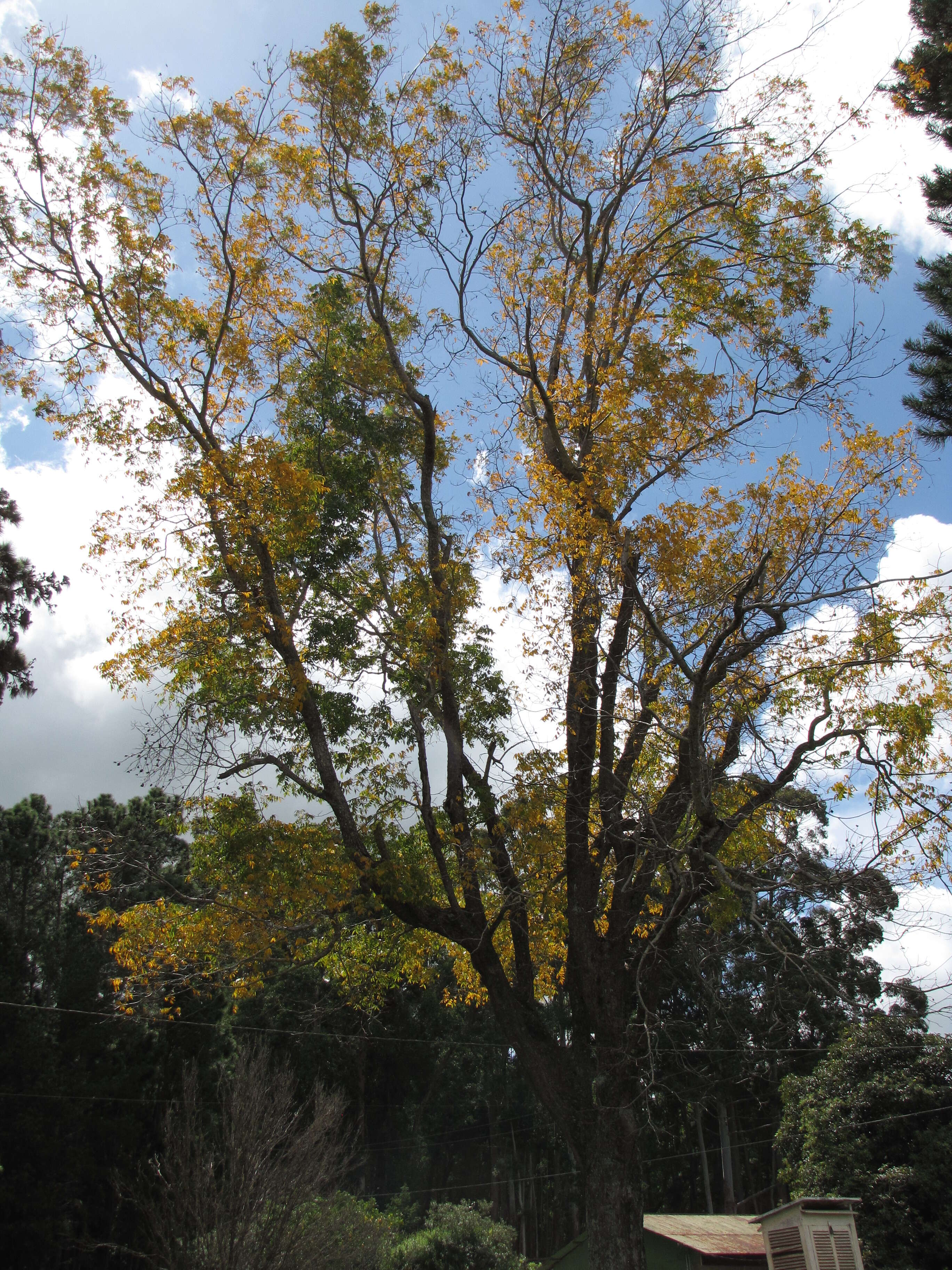 Image of Carya illinoinensis