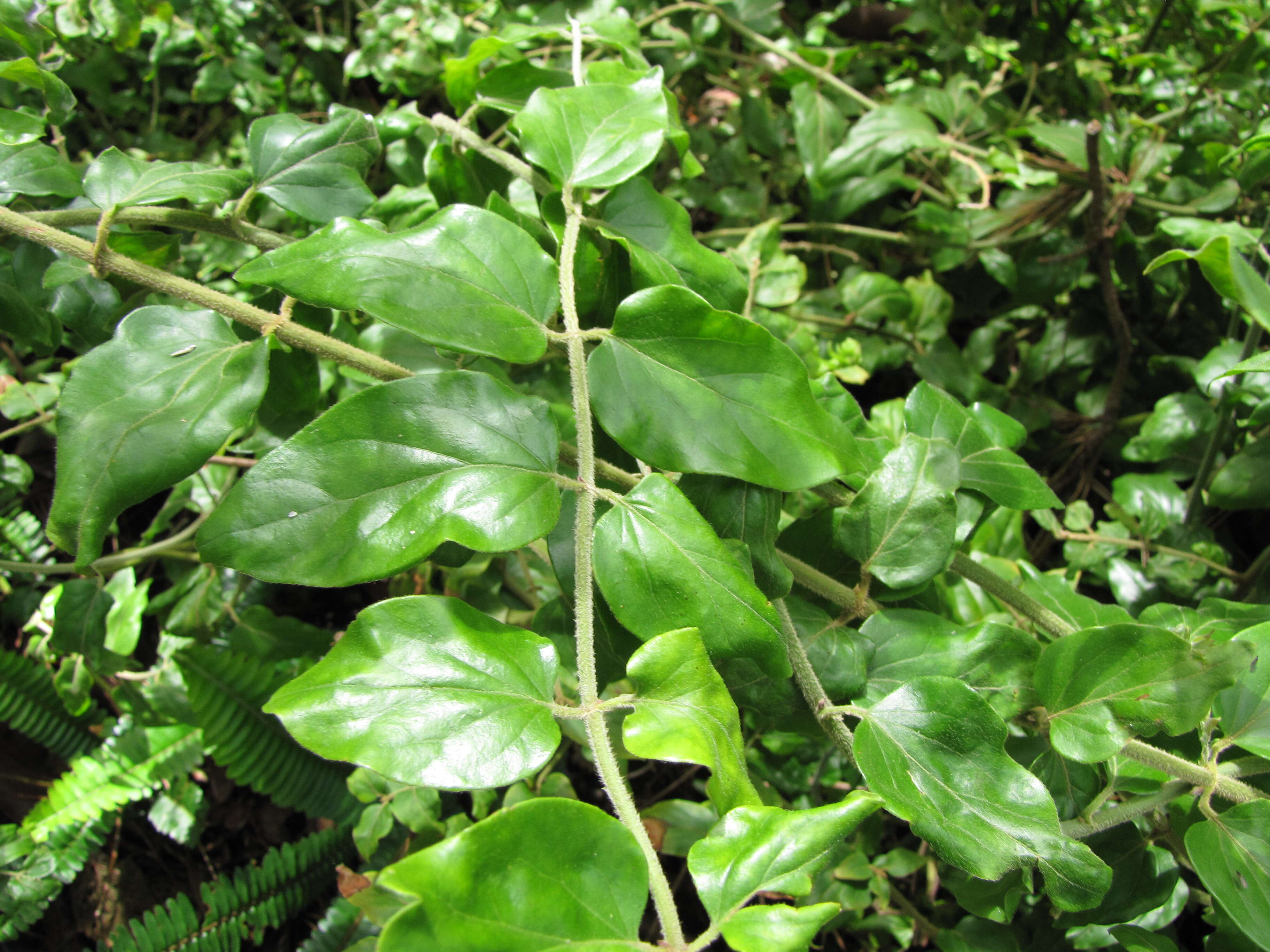 Image de Jasminum multiflorum (Burm. fil.) Andrews