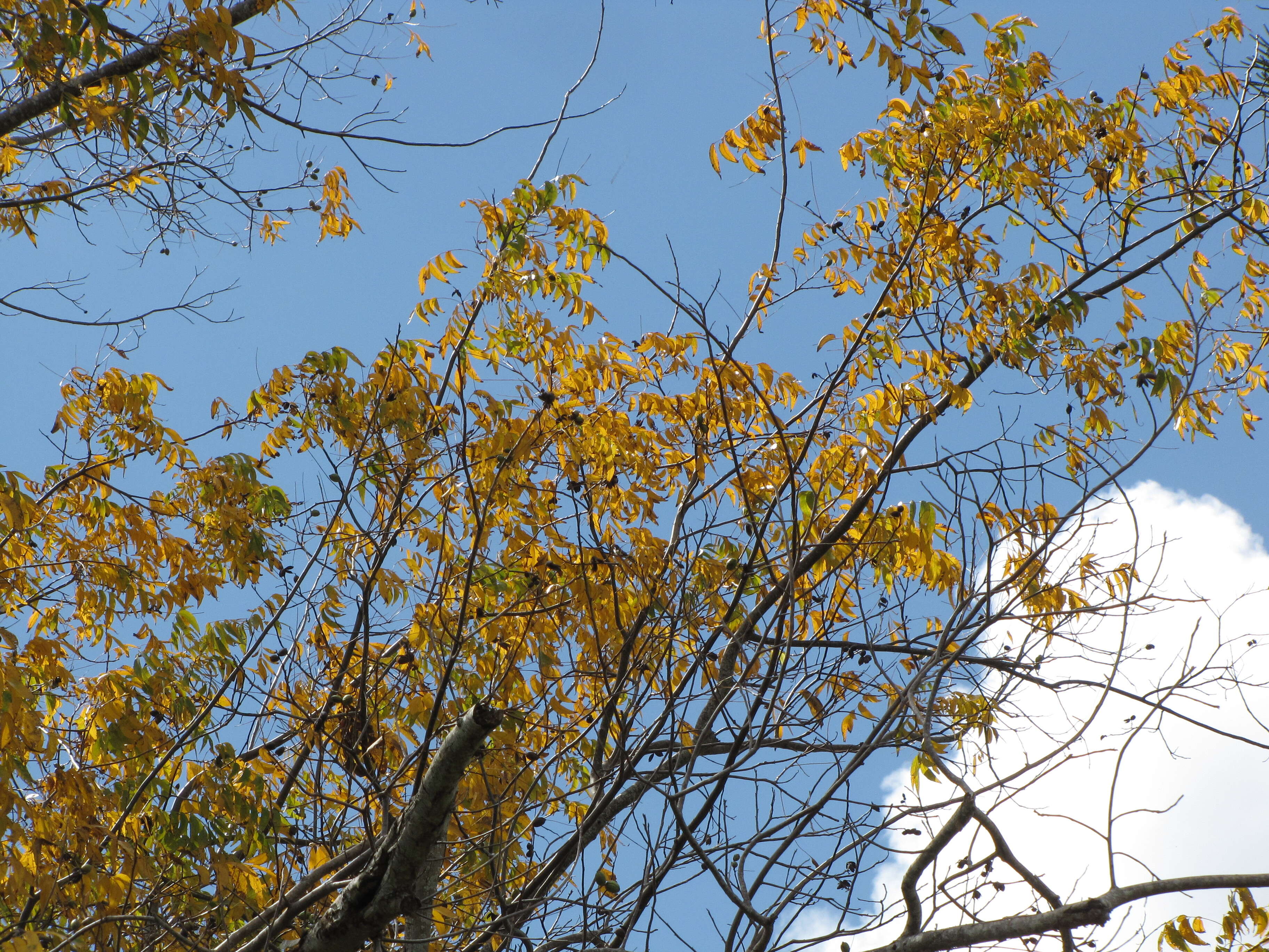 Image of Carya illinoinensis