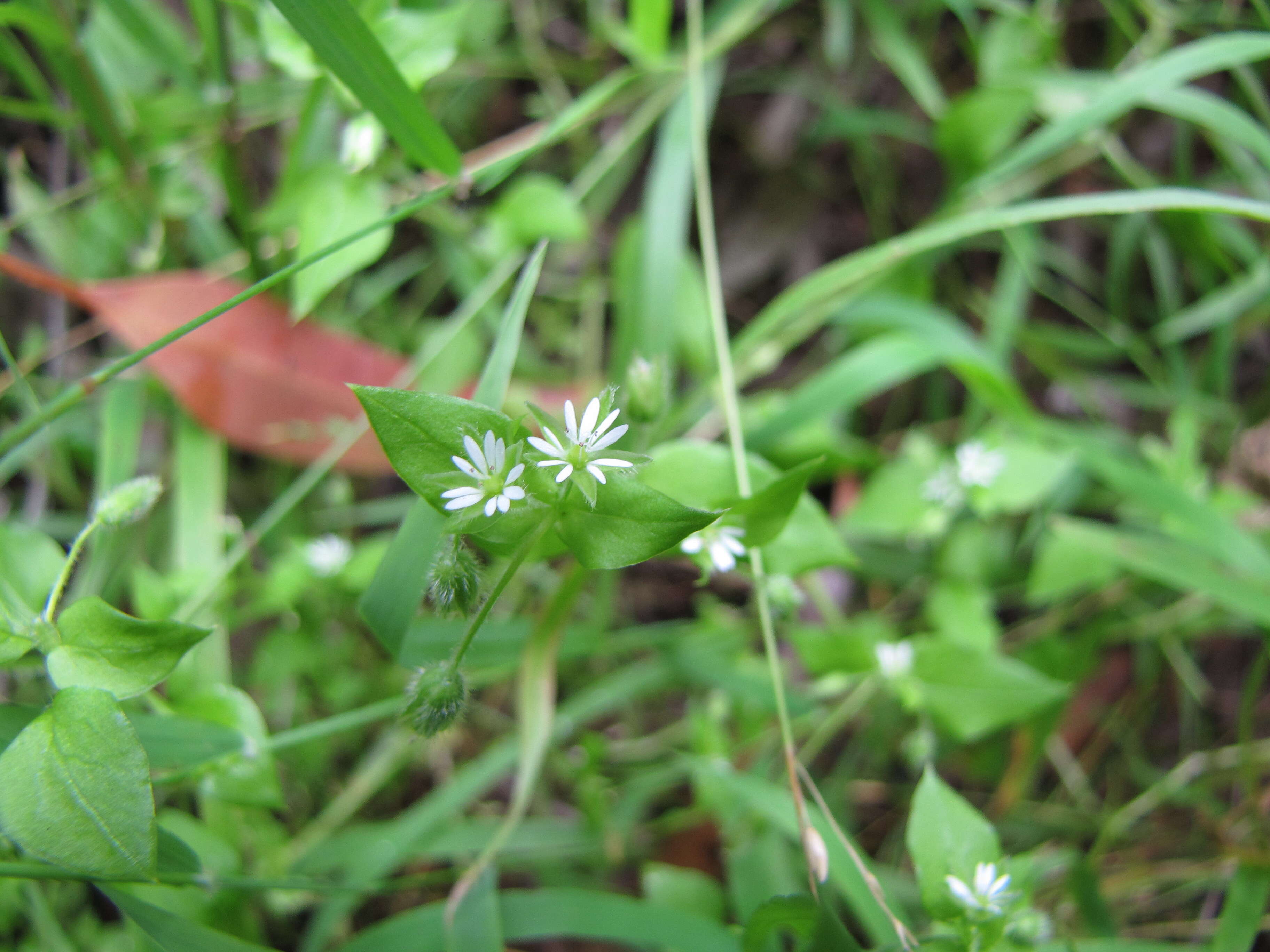 Image of common chickweed