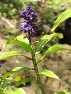 Image of Blue ginger