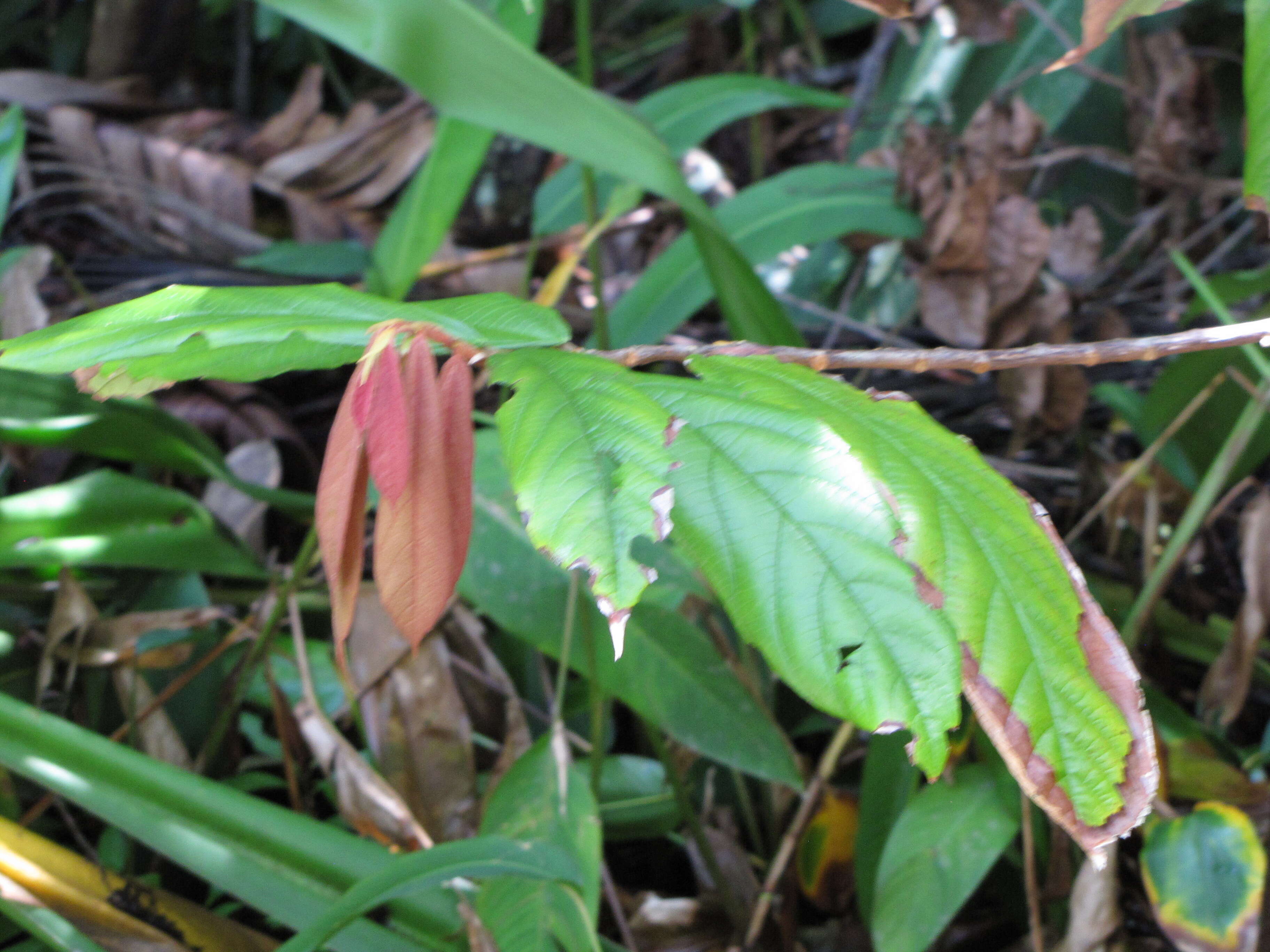 Image de Theobroma grandiflorum (Willd. ex Sprengel) Schumann