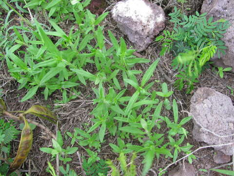 Image of Peruvian zinnia