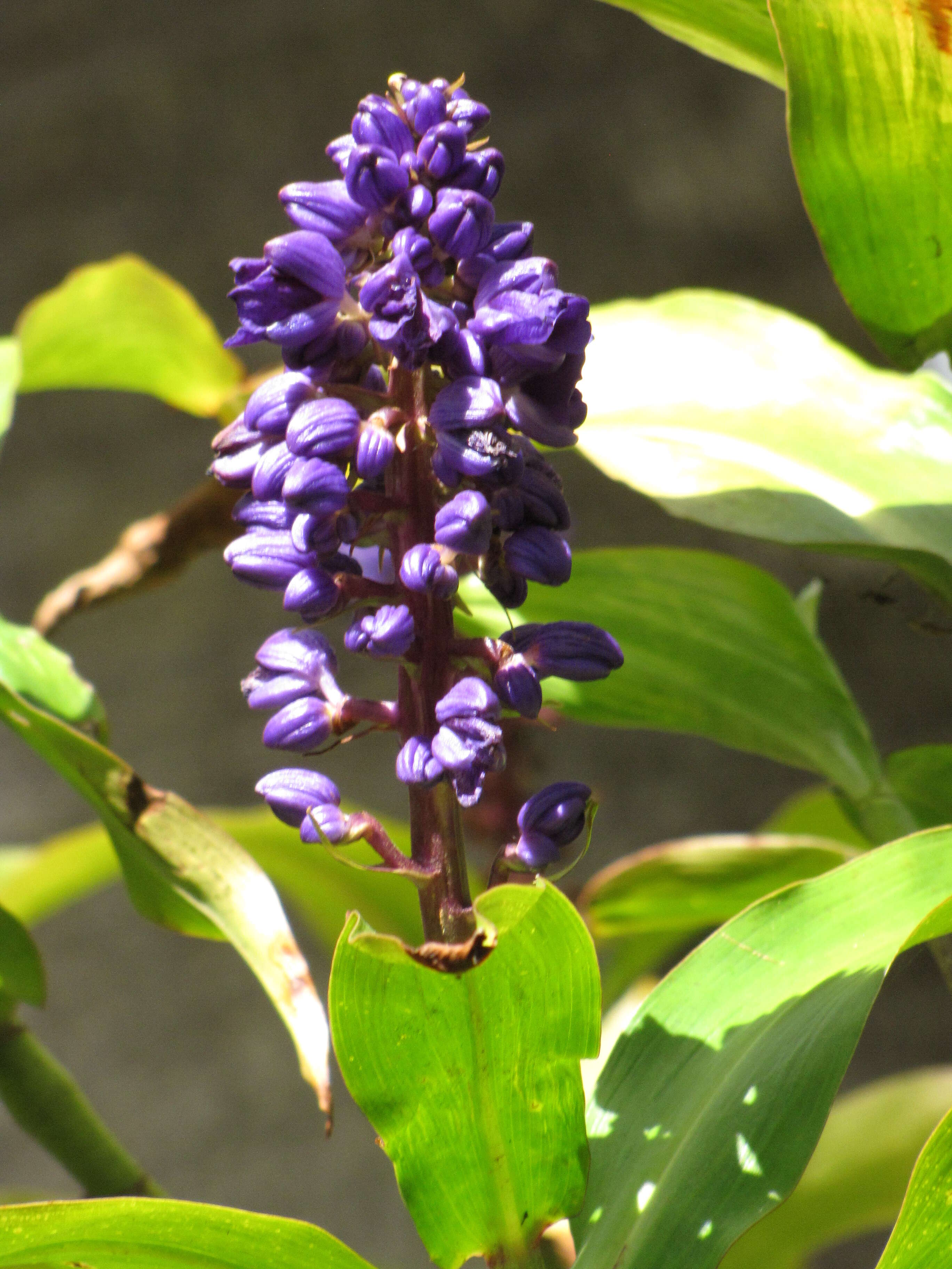 Image of Blue ginger