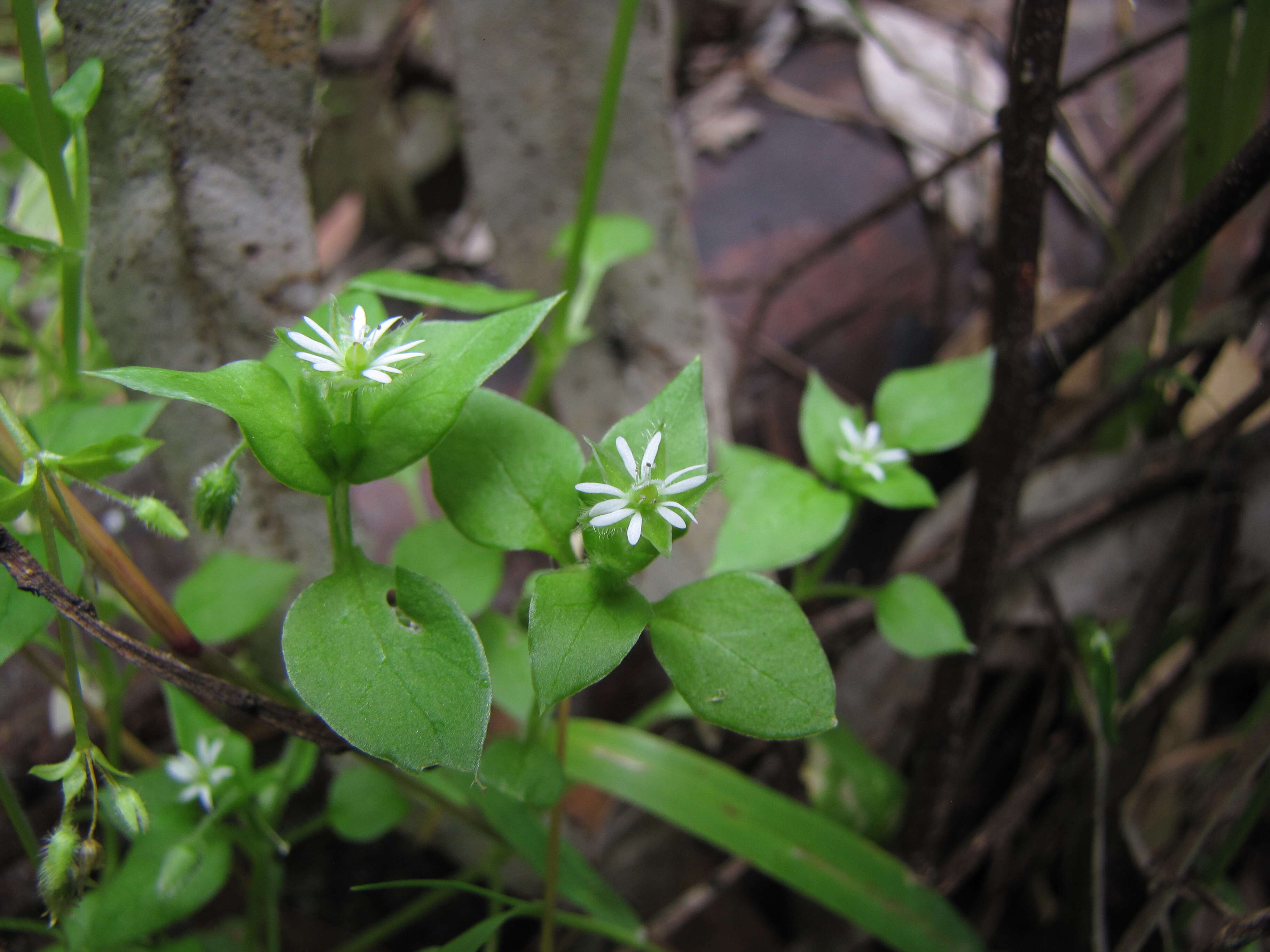 Image of common chickweed