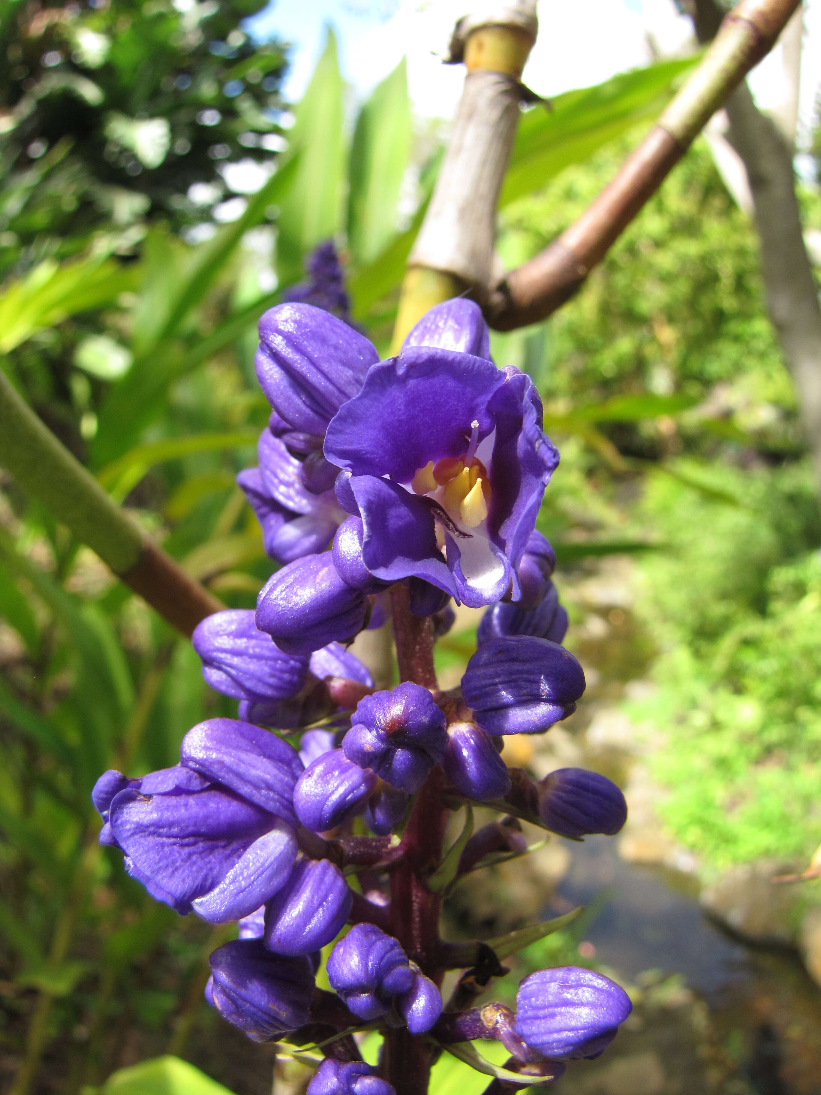 Image of Blue ginger