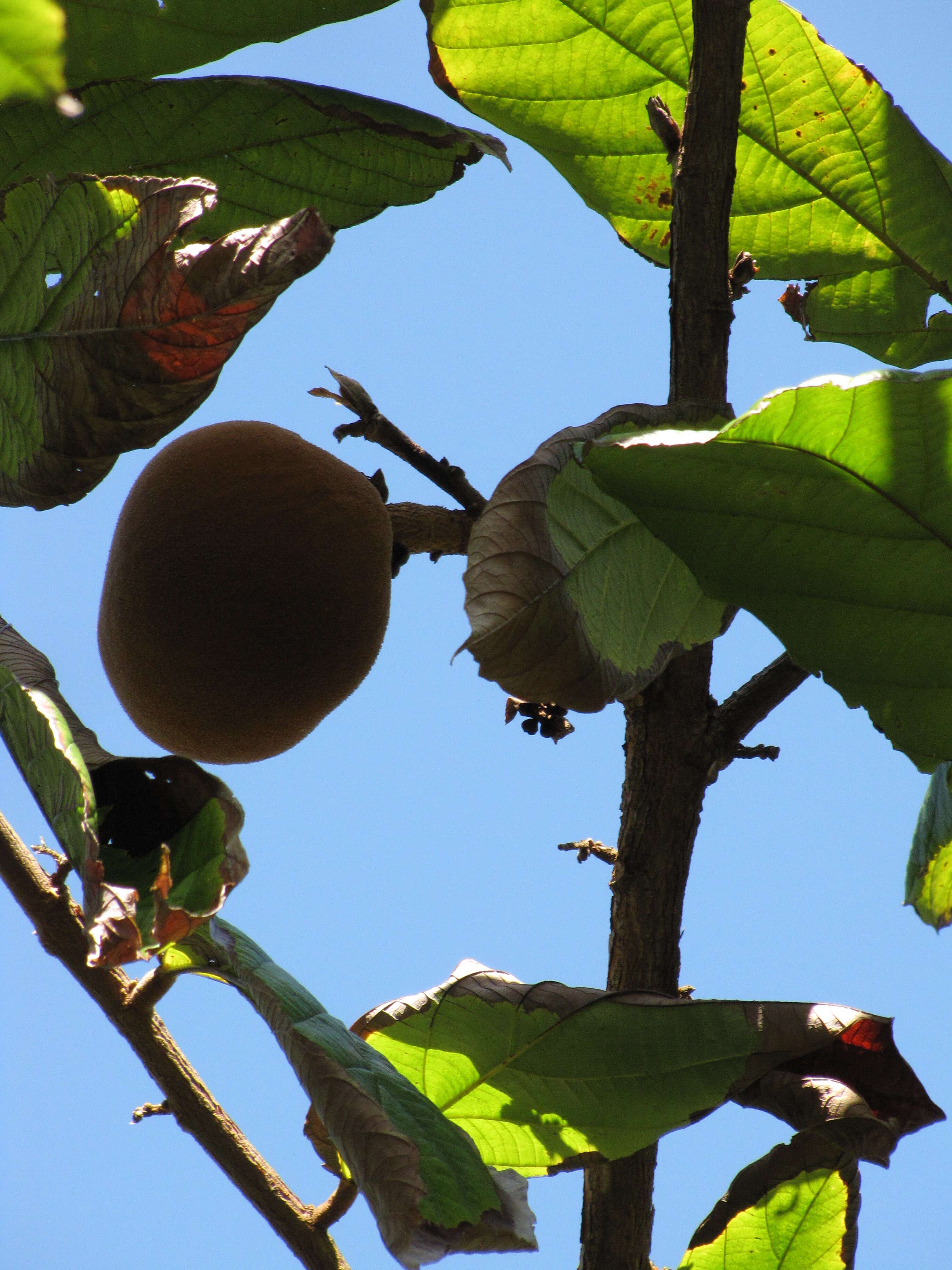 Image de Theobroma grandiflorum (Willd. ex Sprengel) Schumann