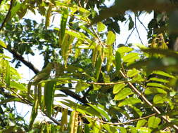 Image of star apple