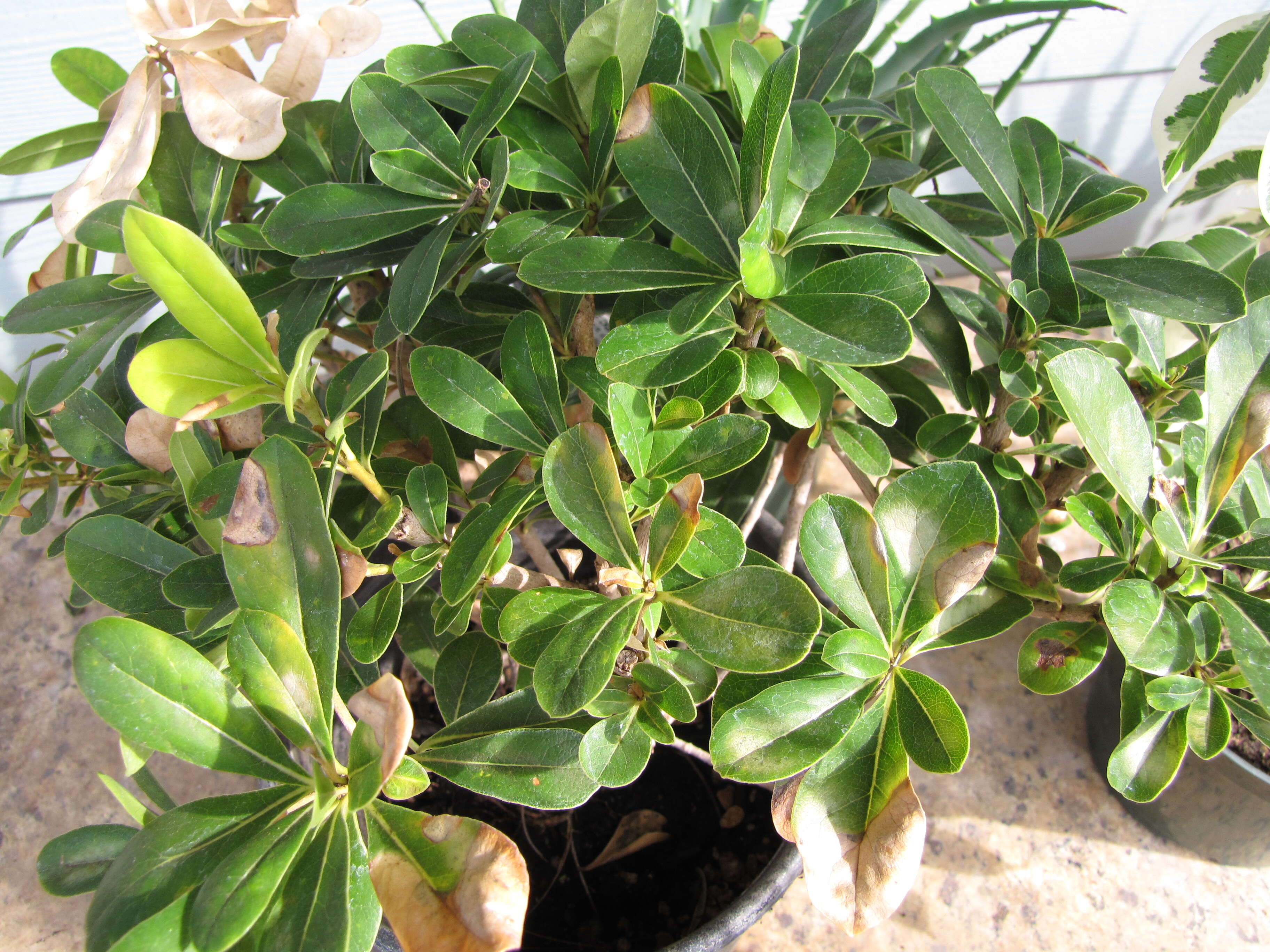 Image de Pittosporum tobira (Murray) Aiton fil.