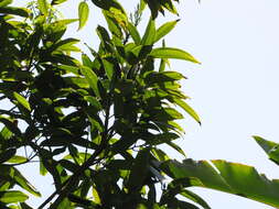 Imagem de Cinnamomum verum J. S. Presl