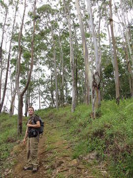 Image of Saligna Eucalyptus