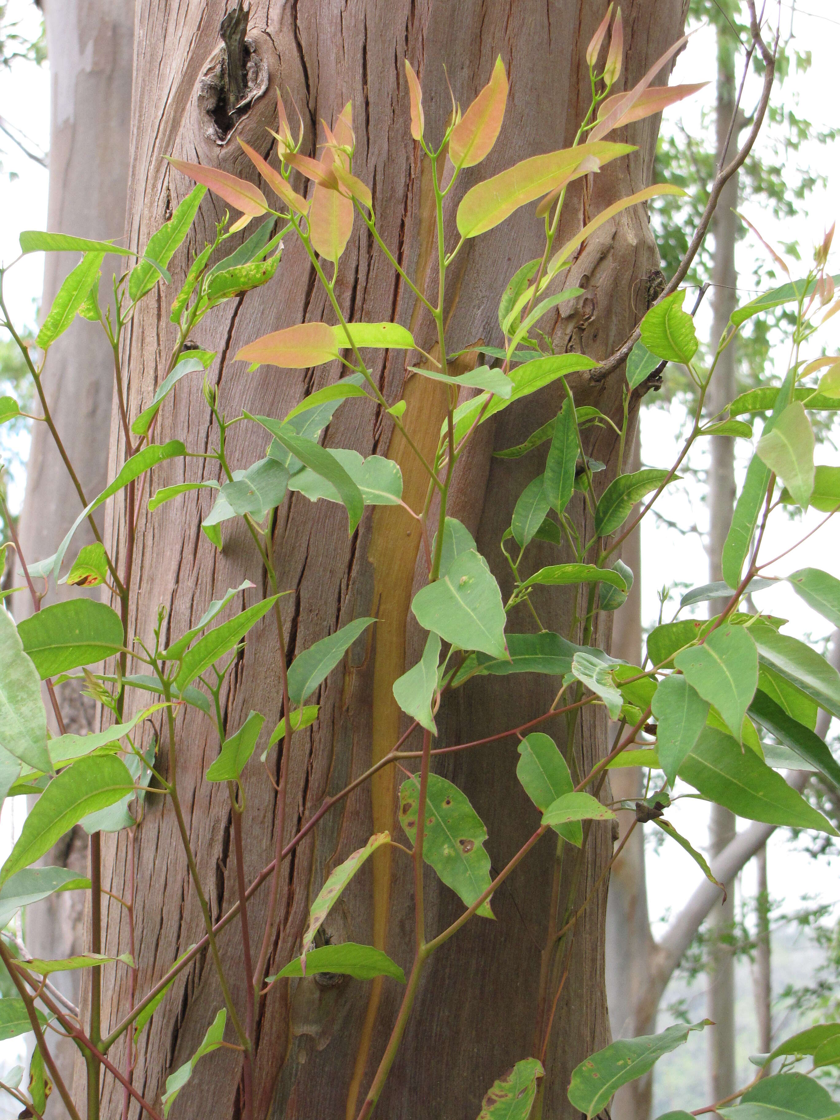 Image of Saligna Eucalyptus