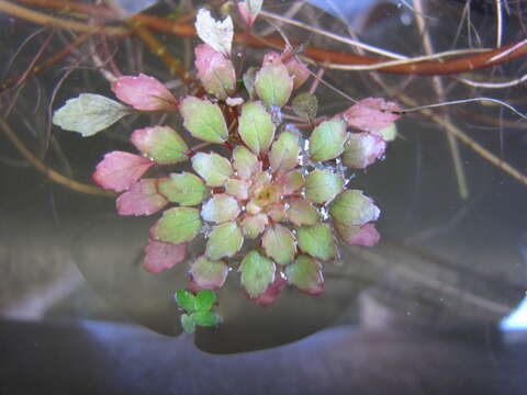 Image of Ludwigia sedoides (Humb. & Bonpl.) Hara