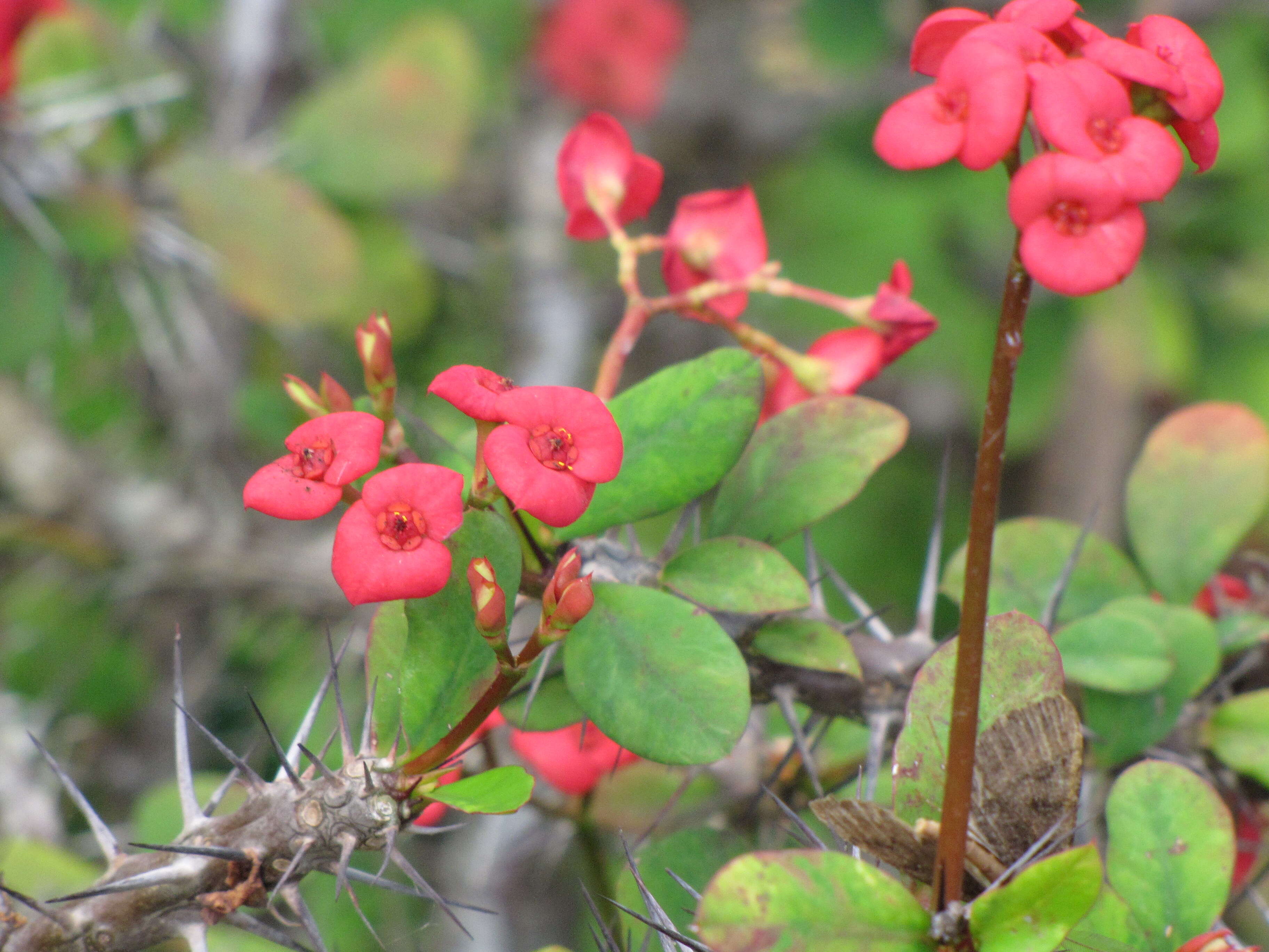 Image of Christ plant