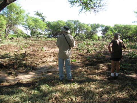 Image of coastal sandalwood