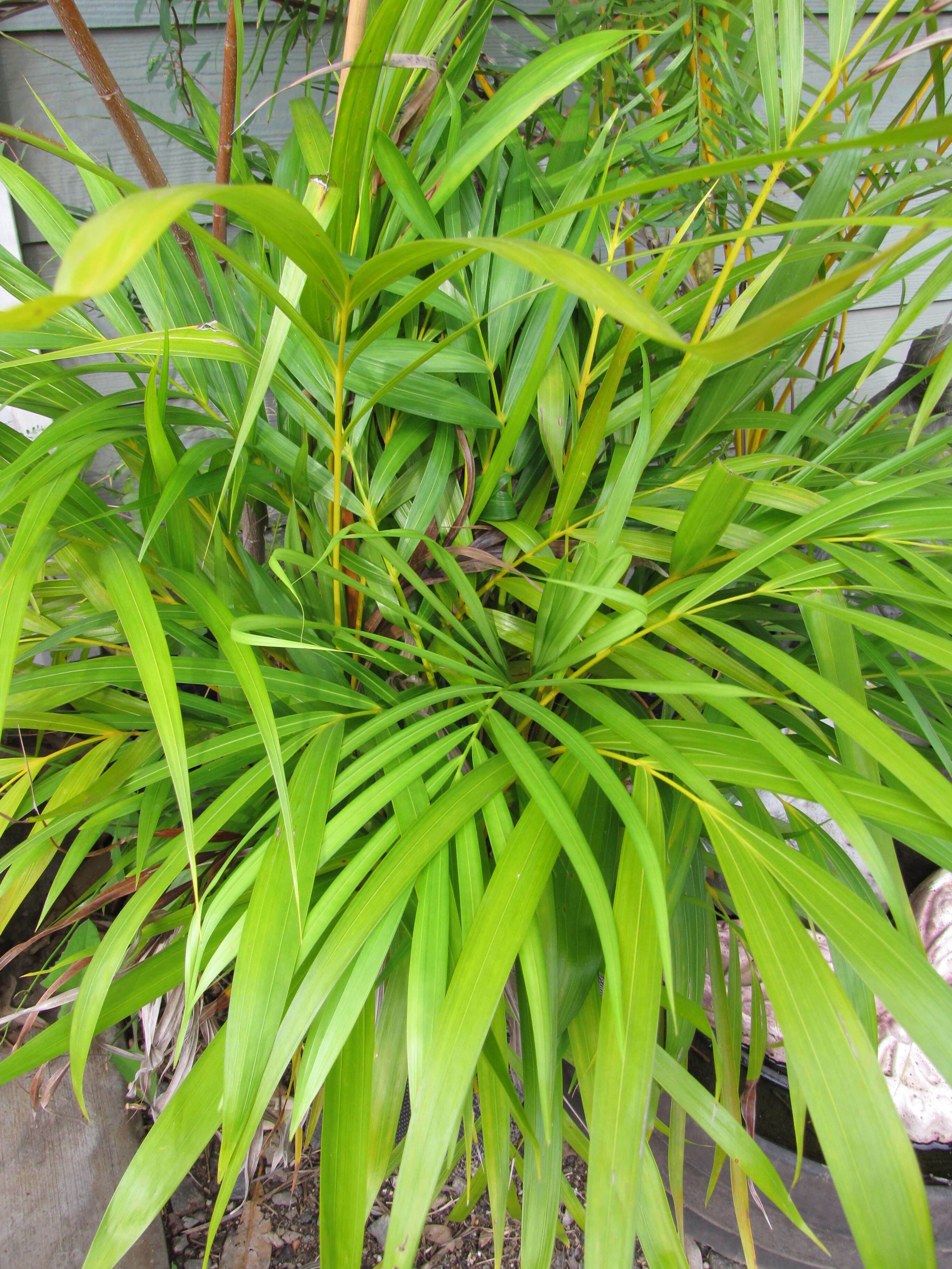 Image of Areca Palm