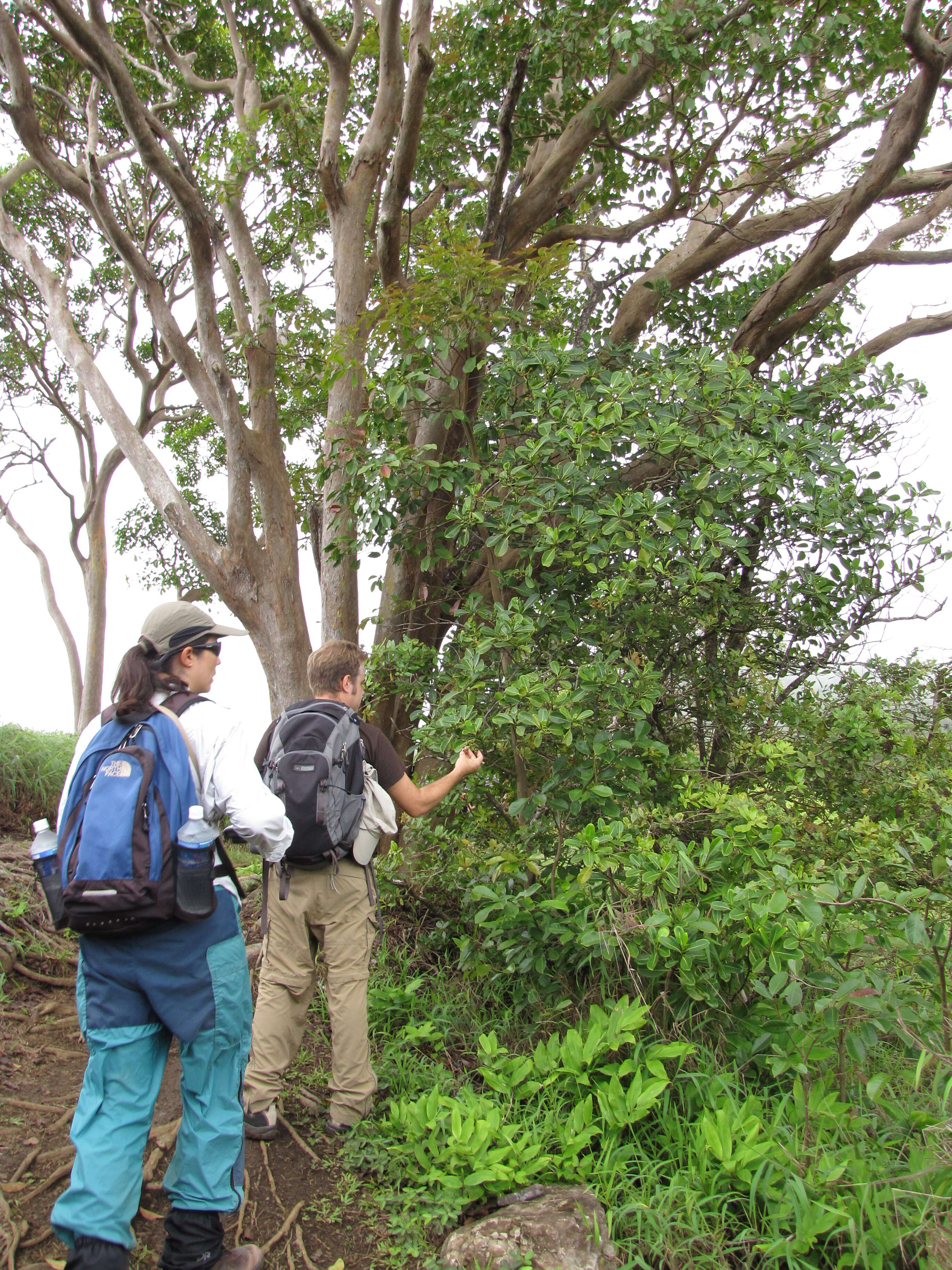 Image of forest wild coffee