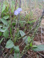 Image of light-blue snakeweed