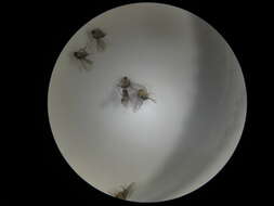 Image of Liriomyza