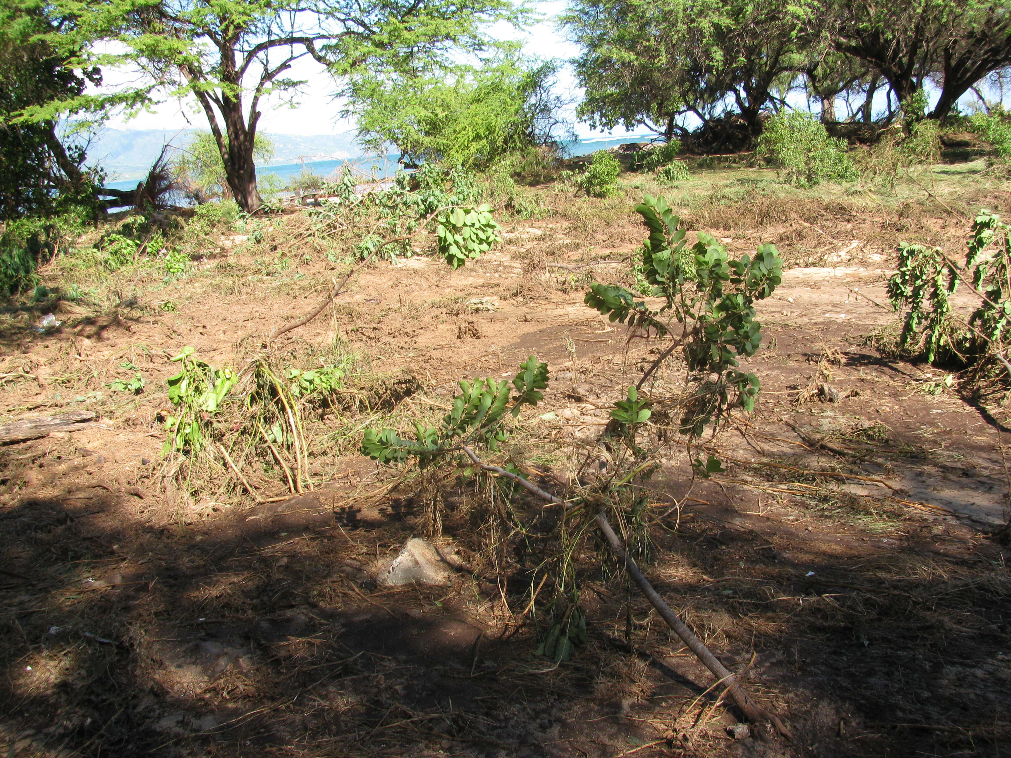 Image of coastal sandalwood